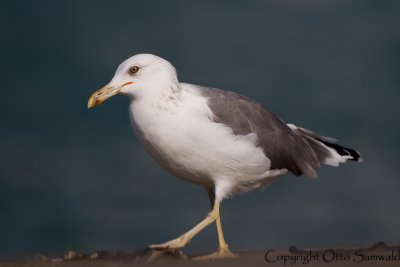 Heuglin´s Gull - Larus heuglini