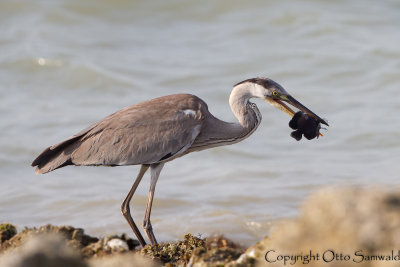 Grey Heron - Ardea cinerea