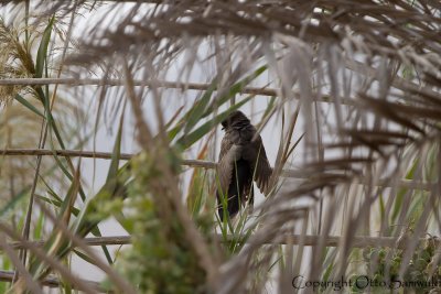Grey-bellied Cuckoo - Cacomantis passerinus