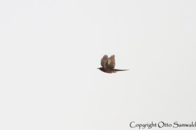 Grey-bellied Cuckoo - Cacomantis passerinus