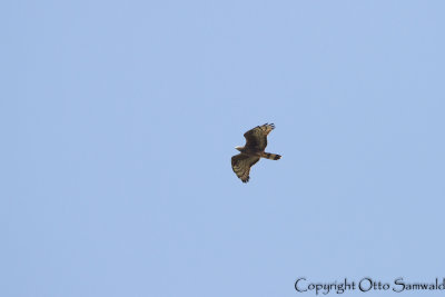 Crested Honey Buzzard - Pernis ptilorhynchus
