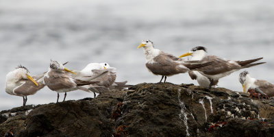 Swift Tern - Sterna bergii