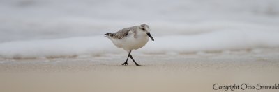Sanderling - Calidris alba