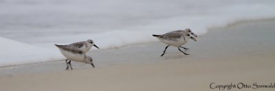 Sanderling - Calidris alba