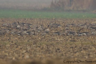 Pink-footed Goose - Anser brachyrhynchus