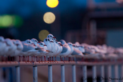 Black-headed Gull - Larus ridibundus