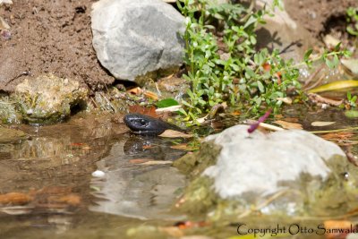 Arabian Cobra & Violet Dropwing - Naja arabica & Trithemis annulata