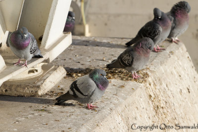 Feral Pigeon - Columba livia f. domestica