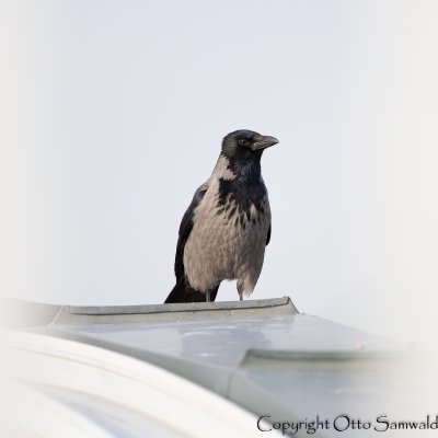 Hooded Crow  - Corvus corone cornix