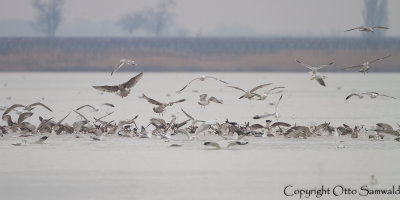 Caspian Gull - Larus cachinnans