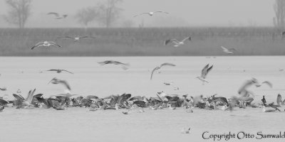 Caspian Gull - Larus cachinnans