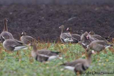 Lesser White-fronted Goose - Anser erythropus