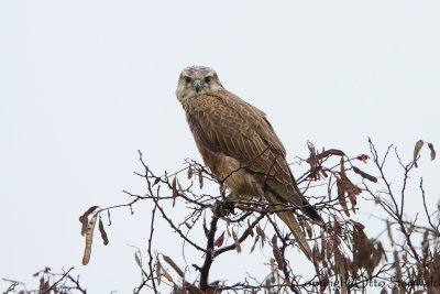 Saker Falcon - Falco cherrug
