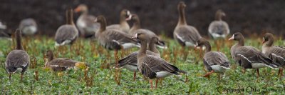 Greater White-fronted Goose - Anser albifrons