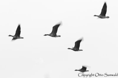 Greater White-fronted Goose - Anser albifrons