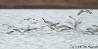 Caspian Gull - Larus cachinnans