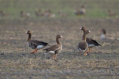 Greater White-fronted Goose - Anser albifrons