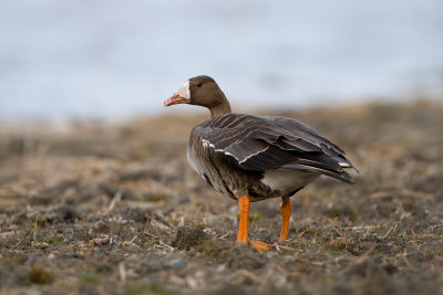 Greater White-fronted Goose - Anser albifrons