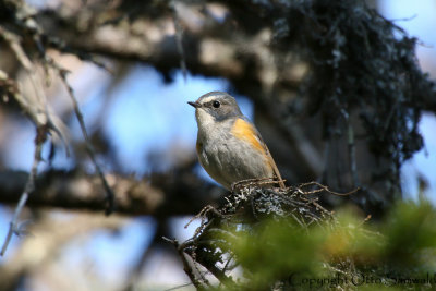 Red-flanked Bluetail - Tarsiger cyanurus