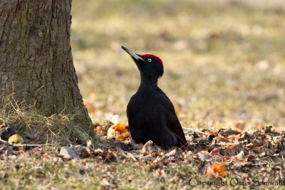 Black Woodpecker - Dryocopus martius