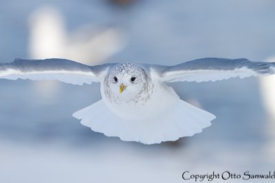 Common Gull - Larus canus