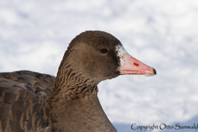 Greater White-fronted Goose - Anser albifrons