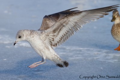 Common Gull - Larus canus