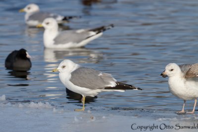 Common Gull - Larus canus