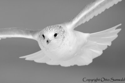 Common Gull - Larus canus