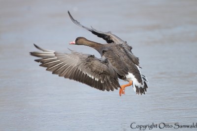 Greater White-fronted Goose - Anser albifrons