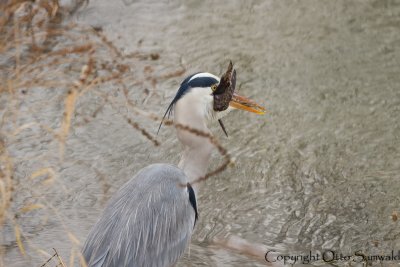 Grey Heron - Ardea cinerea