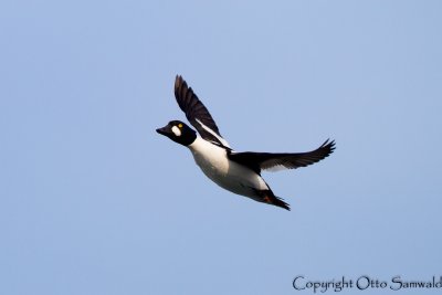Common Goldeneye - Bucephala clangula