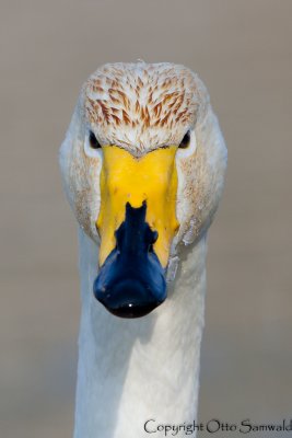 Whooper Swan - Cygnus cygnus