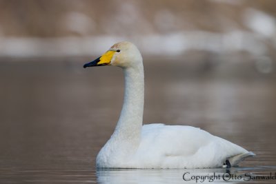 Whooper Swan - Cygnus cygnus