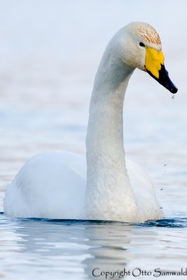 Whooper Swan - Cygnus cygnus