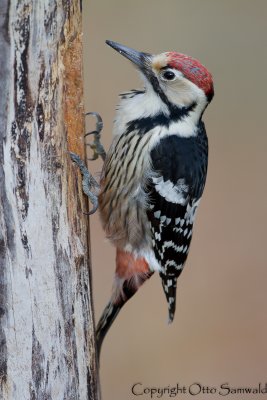 White-backed Woodpecker - Dendrocopos leucotos