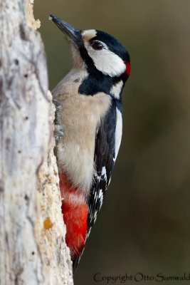 Great Spotted Woodpecker - Dendrocopos major