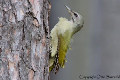 Grey-headed Woodpecker - Picus canus