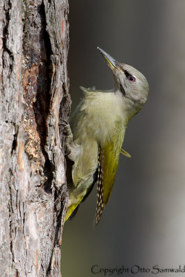 Grey-headed Woodpecker - Picus canus