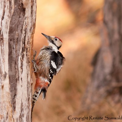 White-backed Woodpecker - Dendrocopos leucotos