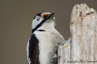 Great Spotted Woodpecker - Dendrocopos major