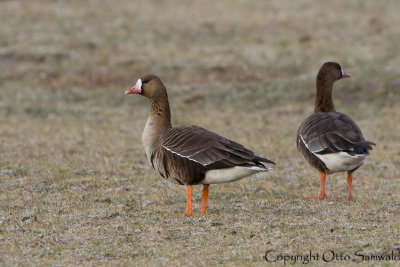 Greater White-fronted Goose - Anser albifrons