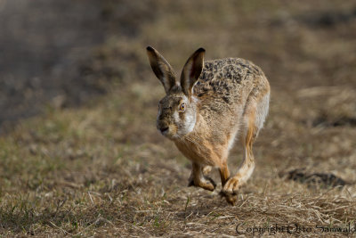 European Hare - Lepus europaeus