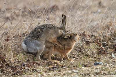 European Hare - Lepus europaeus