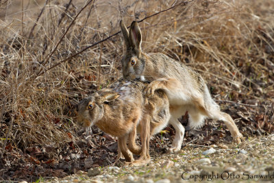 European Hare - Lepus europaeus