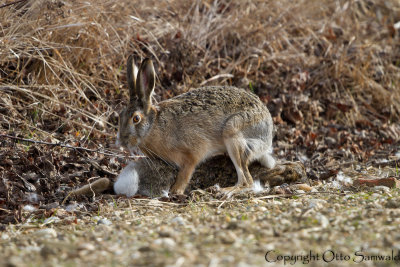 European Hare - Lepus europaeus