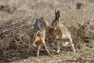 European Hare - Lepus europaeus