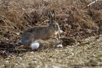 European Hare - Lepus europaeus