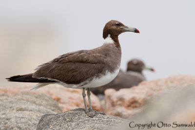 Sooty Gull - Larus hemprichii