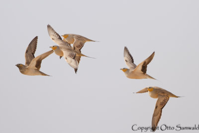 Spotted Sandgrouse - Pterocles senegallus